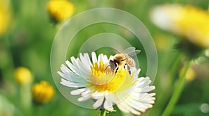 Honey bee and beautiful yellow flower, spring summer season, Wild nature landscape, banner, beauty in Nature generative ai