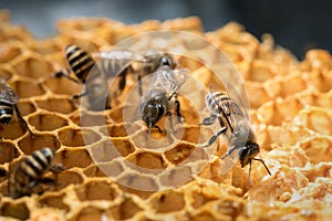 Honey Bee and beehive in Thailand.