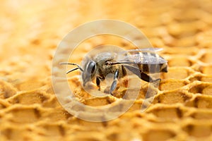 Honey Bee and beehive in Thailand.