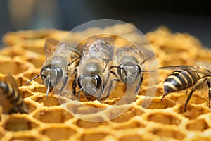 Honey Bee and beehive in Thailand.