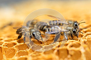 Honey Bee and beehive in Thailand.