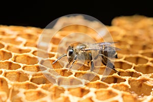 Honey Bee and beehive in Thailand.