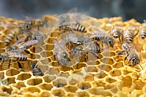 Honey Bee and beehive in Thailand.