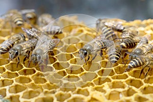 Honey Bee and beehive in Thailand.
