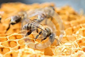 Honey Bee and beehive in Thailand.