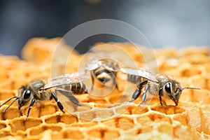 Honey Bee and beehive in Thailand.