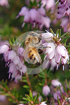 Honey bee on bell heather