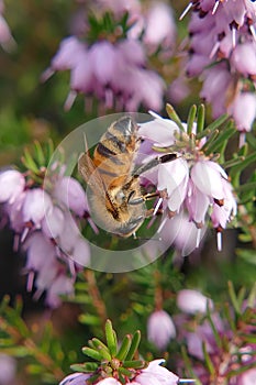 Honey bee on bell heather
