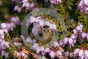 Honey bee on bell heather