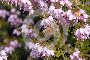 Honey bee on bell heather