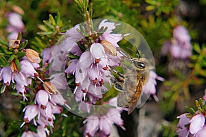 Honey bee on bell heather