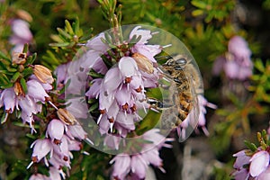 Honey bee on bell heather