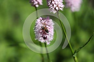 A honey bee on the bistort flower