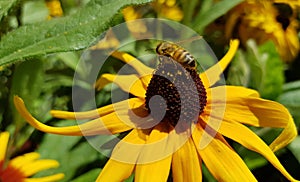 Honey bee on a black-eyed susan.