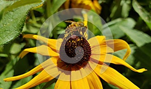 Honey bee on a black-eyed susan.