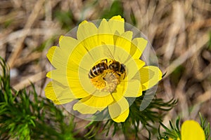 Honey bee on blooming adonis flower, Spring background, honey bee pollinating wild yellow flower