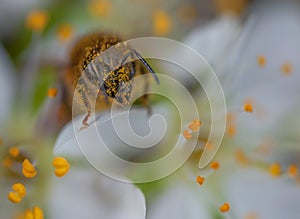 Honey bee on a blossom of plum