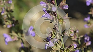 Honey bee and blossom sage flower, pollination agriculture