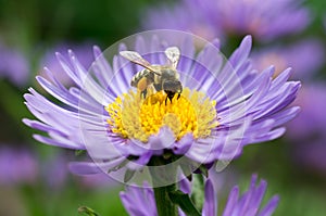 Honey bee on blue aster photo