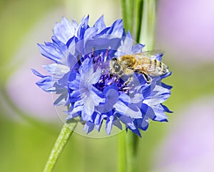 Honey Bee on Blue Cornflower