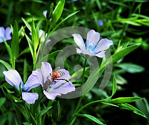 Honey Bee on the blue flower