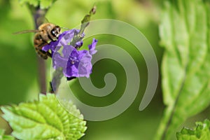 Honey bee on blue porterweed flower, summer spring season, wild nature landscape banner
