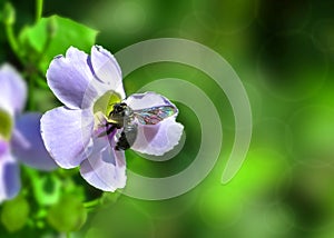 A Honey Bee on A Blue Trumpet Vine Flower in Blurred Green Background