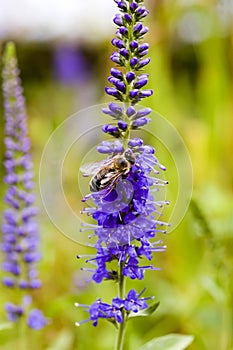 Honey Bee on Blue Veronica