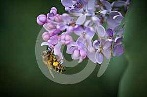 Honey bee on a brench of lilac