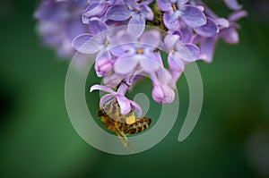 Honey bee on a brench of lilac