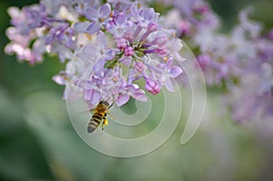 Honey bee on a brench of lilac