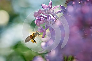 Honey bee on a brench of lilac