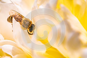 Honey Bee on bright White Yellow Peony Flower, Close Up of bee at work polinating the flower