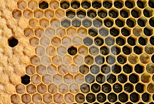 Honey Bee Brood Frame witch Eggs, Larva, and Capped Brood