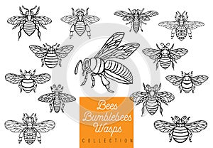 Honey bee bumblebees wasps set sketch style collection insert wi photo