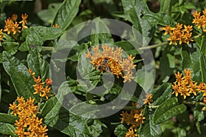 Honey Bee on Butterfly Weed