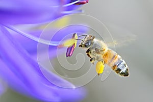 Honey Bee on a Camas flower