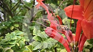 A honey bee on Cape trumpet-flower.