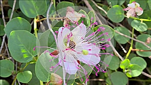 Honey bee on a Caper flower close up