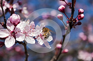 Honey Bee on cherry blossom tree, spring time