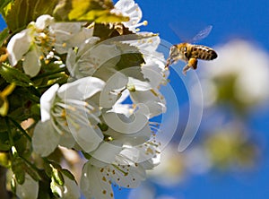 Honey bee and cherry tree.