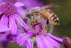 Honey Bee on Cineraria Flower photo