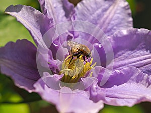 Honey bee on a Clematis flower