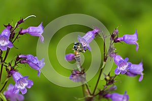 Honey bee clinging to Purple Coneflower