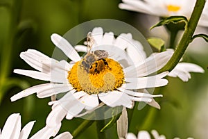 Small bee closeup on top of a white daisy flower