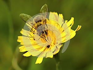 Honey Bee Closeup on Wild Yellow Flower