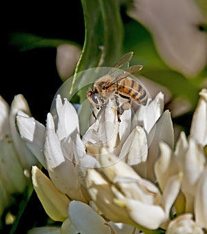 Honey Bee on Coffee Flowers