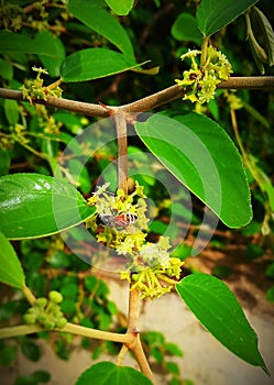 Honey bee colecting honey