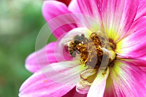 Honey Bee Colecting nectar from pink flower