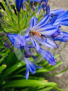 Honey Bee collecting nectar from an Agapanthus flower close up background